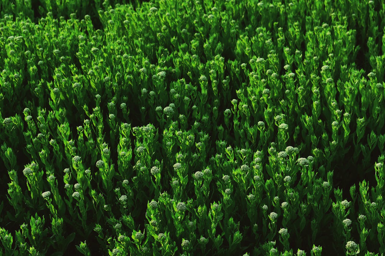 pexels-photo-2183115 Green Plants On A Field