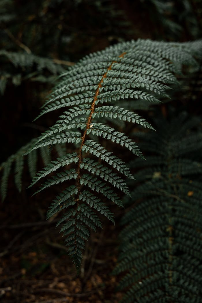 pexels-photo-4090327 Green leaf of fern branch in forest